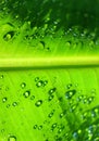 Close-up image of a beautiful morning dew on a tropical banana leaf, rain drops, abstract image, nature background Royalty Free Stock Photo