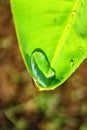 Close-up image of a beautiful morning dew on a tropical banana leaf, rain drops, abstract image, nature background Royalty Free Stock Photo