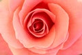Close-up image of a beautiful orange rose. floral background.