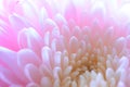 Close Up Image of the Beautiful Pink Chrysanthemum Flower Royalty Free Stock Photo