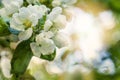 Close up image of beautiful spring white blossom flowers of apple tree. Spring apple flowers background Royalty Free Stock Photo