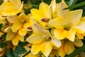Close-up image of a beautiful flowers of Yellow Freesia. Floral background.