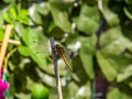 Close up image of beautiful yellow dragon fly Royalty Free Stock Photo