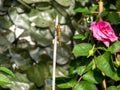 Close up image of beautiful yellow dragon fly Royalty Free Stock Photo