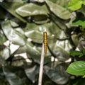 Close up image of beautiful yellow dragon fly Royalty Free Stock Photo