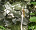 Close up image of beautiful yellow dragon fly Royalty Free Stock Photo