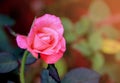 Beautirul pink rose with water drop in the morning