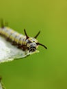 Close up image of the beautyful insect. Caterpillar. Lepidoptera Royalty Free Stock Photo