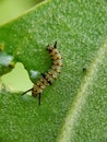 Close up image of the beautyful insect. Caterpillar. Lepidoptera Royalty Free Stock Photo