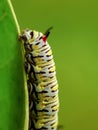 Close up image of the beautyful insect. Caterpillar. Lepidoptera Royalty Free Stock Photo