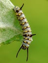 Close up image of the beautyful insect. Caterpillar. Lepidoptera Royalty Free Stock Photo