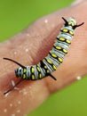 Close up image of the beautyful insect. Caterpillar. Lepidoptera Royalty Free Stock Photo