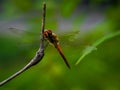 Close up image of the beautyful insect.  Dragonfly Royalty Free Stock Photo
