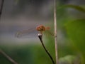 Close up image of the beautyful insect.  Dragonfly Royalty Free Stock Photo