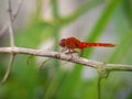 Close up image of the beautyful insect.  Dragonfly Royalty Free Stock Photo