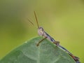 Close up image of the beautyful insect. Grasshoper Royalty Free Stock Photo
