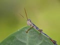 Close up image of the beautyful insect. Grasshoper