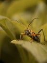 Close up image of the beautyful insect. horn beetle. Chlorophorus Royalty Free Stock Photo