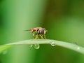 Close up image of the beautyful insect. Hoverfly Royalty Free Stock Photo