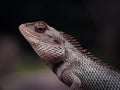 Close up image of the beautyful Lyzard. Chameleon.