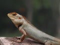 Close up image of the beautyful Lyzard. Chameleon.