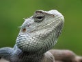 Close up image of the beautyful Lyzard. Chameleon.