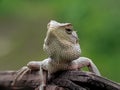 Close up image of the beautyful Lyzard. Chameleon.