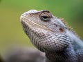 Close up image of the beautyful Lyzard. Chameleon.