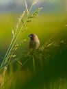 close up image of the beautyful sparrow. animal, wildlife photography