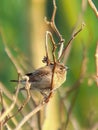 close up image of the beautyful sparrow. animal, wildlife photography