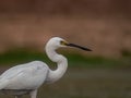 close up image of the beautyful stork. animal, wildlife photography