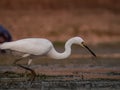 close up image of the beautyful stork. animal, wildlife photography