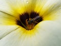 A Bee Gathering Pollen Inside a Yellow Flower Royalty Free Stock Photo