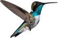Close-up image of a Bee hummingbird bird. AI-generated.