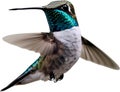 Close-up image of a Bee hummingbird bird. AI-generated.