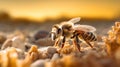 Close-up image of a bee perched on a rocky surface