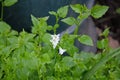 Onion weed flower among bellflower leaves