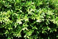 Close up image of benjamina ficus green leaves