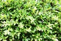 Close up image of benjamina ficus green leaves