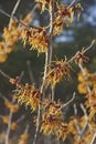 Close-up image of Bernstein witch hazel flowers Royalty Free Stock Photo