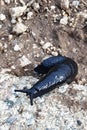 Close-up image of a big black slugs in Tian Shan nature. Arion Ater L, family Arionidae