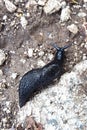 Close-up image of a big black slugs in Tian Shan nature. Arion Ater L, family Arionidae. Top view