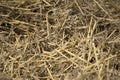 Close up image of big round yellow straw bales after harvest Straw, hay collection in the summer field. Royalty Free Stock Photo