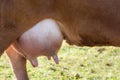 Full udder of a dairy cow Royalty Free Stock Photo