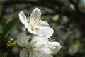 Close up image of big white flowers on brunch of cherry tree, spring time, Royalty Free Stock Photo