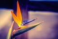 Close up image of a Bird of Paradise Flower