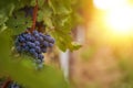 Close up image of black grapes and leaves in a vineyard. Winery background