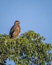 Close up image of Black kite bird sitting on top of tree Royalty Free Stock Photo