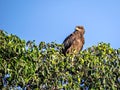 Close up image of Black kite bird sitting on top of tree Royalty Free Stock Photo