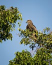 Close up image of Black kite bird sitting on top of tree Royalty Free Stock Photo